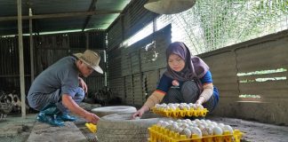 This couple built a duck farm that took them out of poverty Founders of Hazeeyah Agro Farm Nur Haziyah