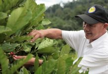 Brunei’s first homegrown coffee to debut in China