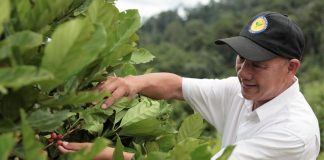 Brunei’s first homegrown coffee to debut in China
