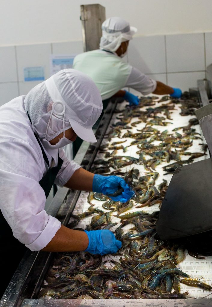 Staff at GC in Serambangun sifting through shrimps