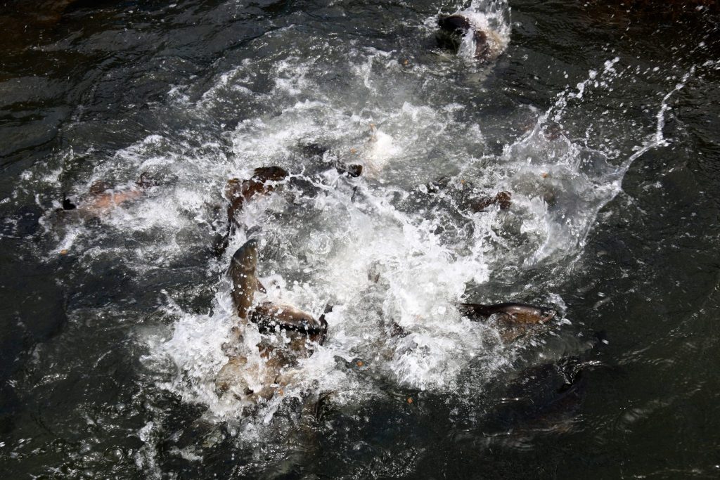 Seabass feeding on food pellets. The fish farmed at Surinam are fed a combination of imported pellets from Vietnam and blended fish from local catch.