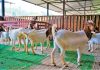 Brugoat makes Brunei’s first live goat supply to Sarawak