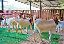 Brugoat makes Brunei’s first live goat supply to Sarawak