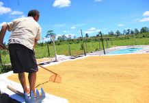 Groundwater sources for rice fields lacking irrigation to be studied