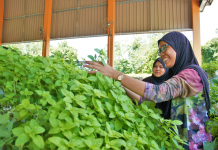 The IBTE students building and selling hydroponic systems