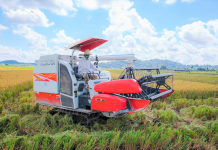 Titih has potential to be Brunei’s highest yielding rice when planted next year