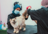 Si Manja Pet Grooming Spa expands with cat boarding
