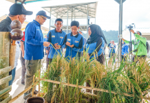 Promising first yield for IBTE students planting rice through AgroBiz programme