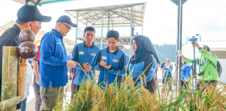 Promising first yield for IBTE students planting rice through AgroBiz programme