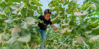 DARe to help businesses get Brunei Good Agricultural Practice certification