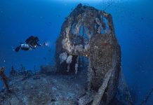 From dive club to industry leader: the story behind Poni Group