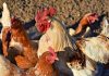 Increased production costs raise price of poultry in Brunei