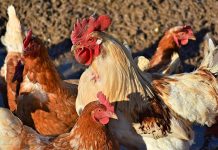 Increased production costs raise price of poultry in Brunei