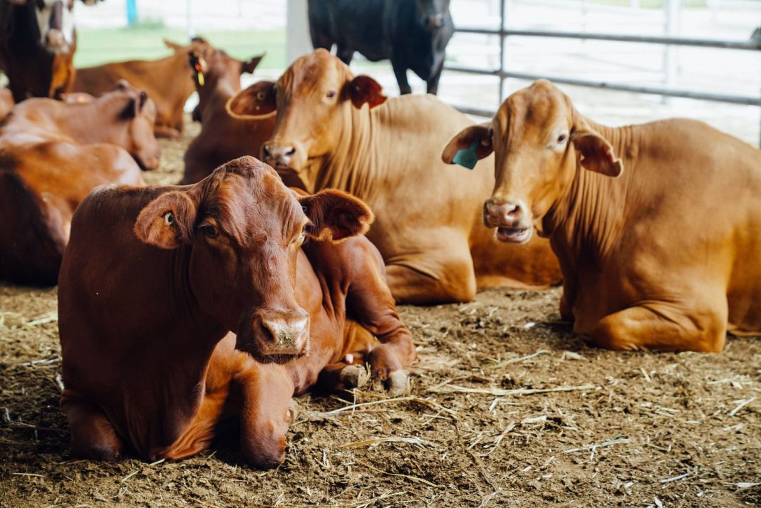 PDS Brunei beef