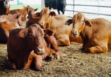 PDS to raise Australian cattle in Brunei through feedlotting programme PDS Brunei beef