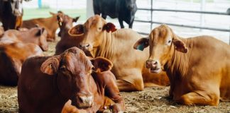 PDS to raise Australian cattle in Brunei through feedlotting programme PDS Brunei beef