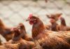 Local chicken supply up 25% in first half of 2021 Chicken poultry