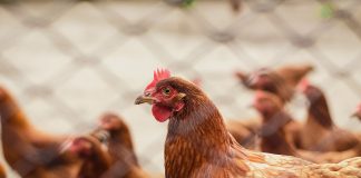 Local chicken supply up 25% in first half of 2021 Chicken poultry