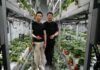 Superfish Growers pilot Brunei’s first vertical strawberry farm Co-founder of Superfish at their strawberry farm in Tungku.