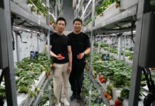 Superfish Growers pilot Brunei’s first vertical strawberry farm Co-founder of Superfish at their strawberry farm in Tungku.
