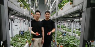 Superfish Growers pilot Brunei’s first vertical strawberry farm Co-founder of Superfish at their strawberry farm in Tungku.