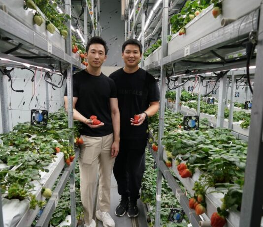 Superfish Growers pilot Brunei’s first vertical strawberry farm Co-founder of Superfish at their strawberry farm in Tungku.