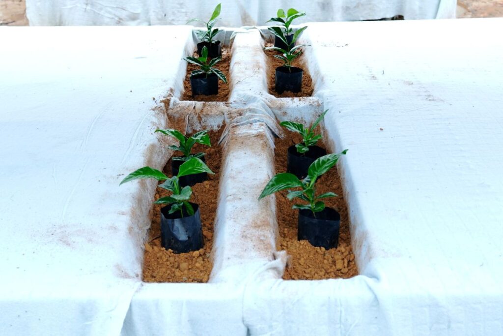 Small Arabica coffee seedlings planted at the groundbreaking ceremony in Tungku.